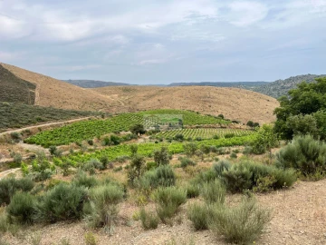 Quinta para Venda em Freixo de Espada a Cinta e Mazouco