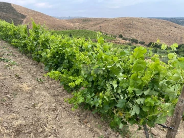 Quinta para Venda em Freixo de Espada a Cinta e Mazouco