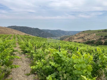 Quinta para Venda em Freixo de Espada a Cinta e Mazouco