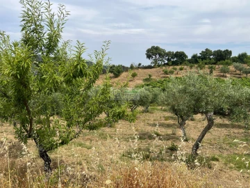 Quinta para Venda em Freixo de Espada a Cinta e Mazouco