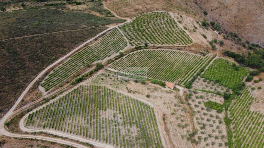 Quinta para Venda em Freixo de Espada a Cinta e Mazouco Foto 3