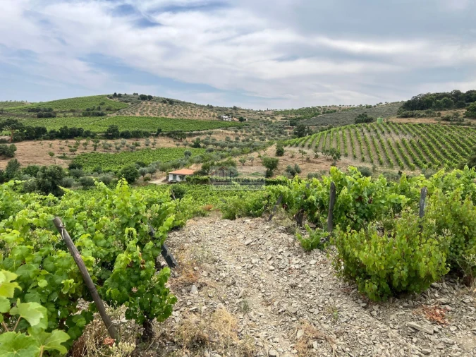 Quinta para Venda em Freixo de Espada a Cinta e Mazouco Foto 4