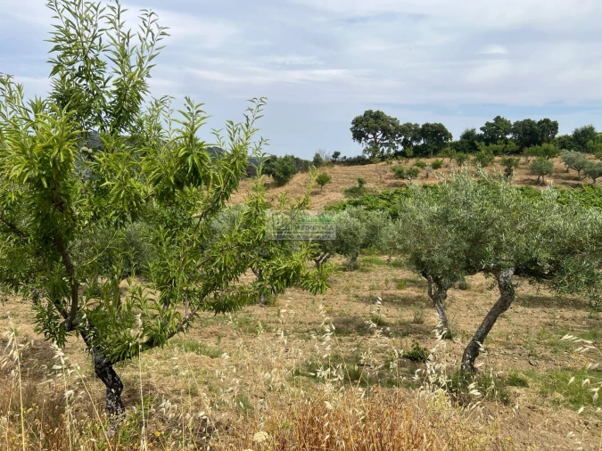Quinta para Venda em Freixo de Espada a Cinta e Mazouco Foto 10
