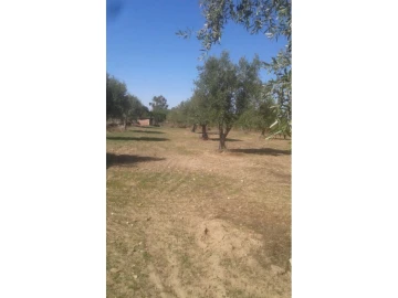 Terreno Agricola ou Rústico para Venda em Foros de Arrão