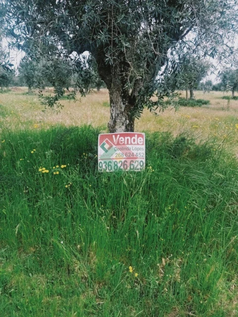 Terreno Agricola ou Rústico para Venda em Foros de Arrão