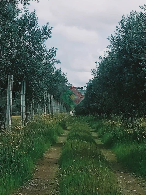 Terreno Agricola ou Rústico para Venda em Foros de Arrão