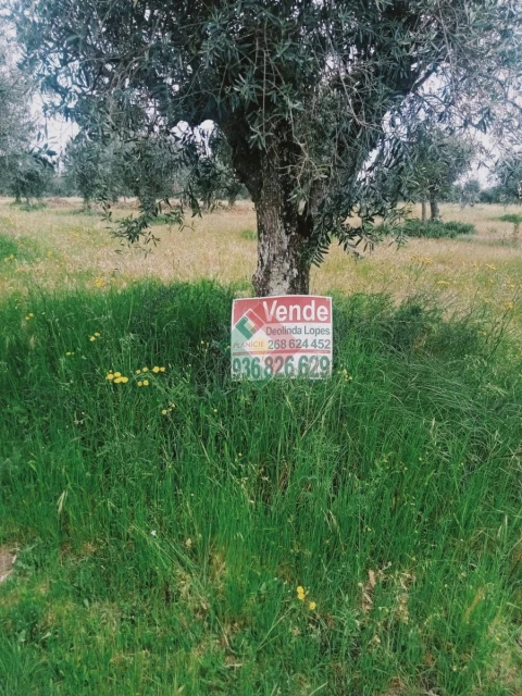 Terreno Agricola ou Rústico para Venda em Foros de Arrão