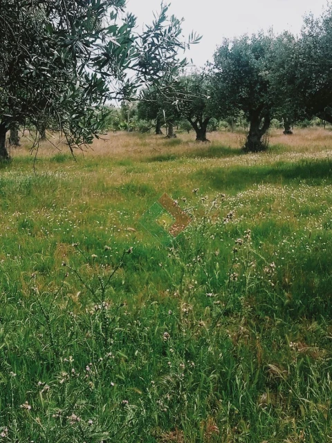 Terreno Agricola ou Rústico para Venda em Foros de Arrão
