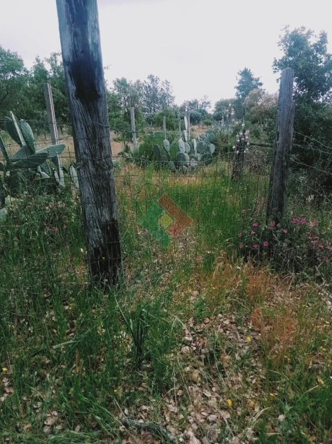 Terreno Agricola ou Rústico para Venda em Foros de Arrão