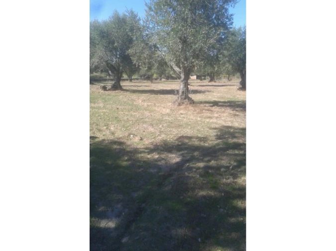 Terreno Agricola ou Rústico para Venda em Foros de Arrão Foto 7