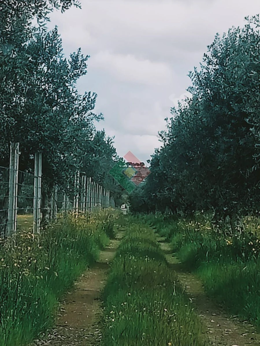 Terreno Agricola ou Rústico para Venda em Foros de Arrão Foto 13