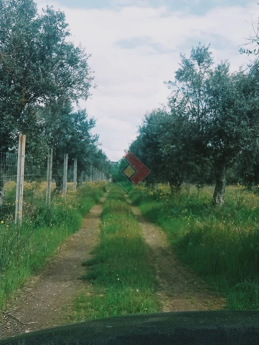 Terreno Agricola ou Rústico para Venda em Foros de Arrão Foto 14