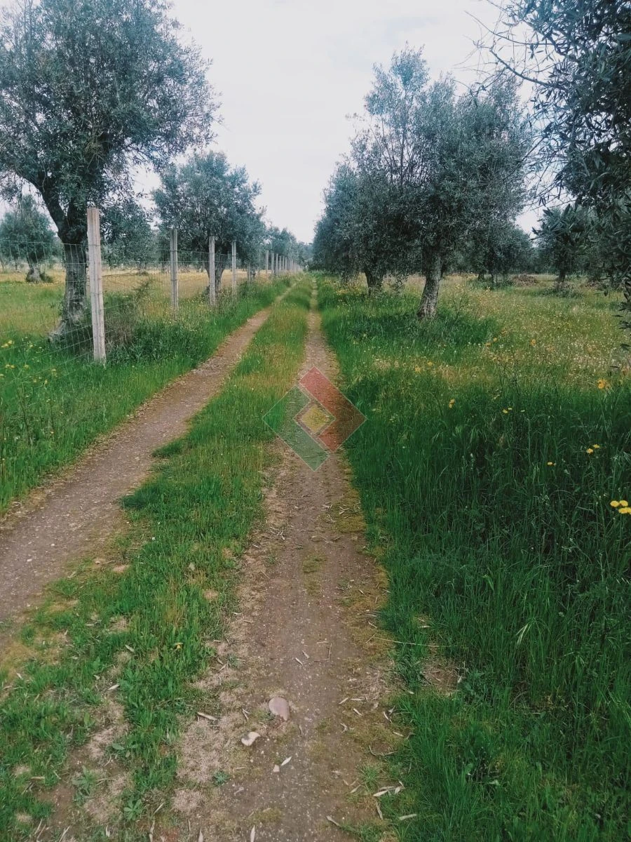 Terreno Agricola ou Rústico para Venda em Foros de Arrão Foto 16