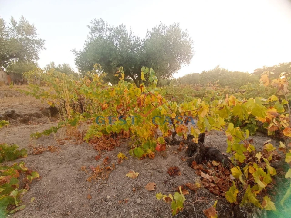 Terreno Agricola ou Rústico para Venda em Alcains Foto 8
