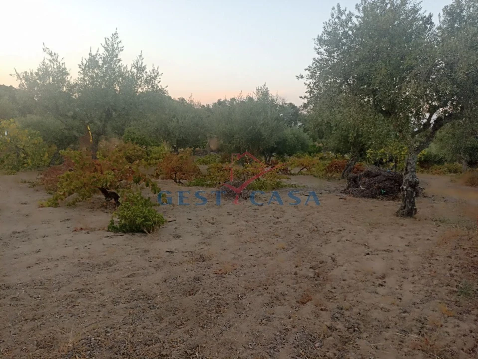 Terreno Agricola ou Rústico para Venda em Alcains Foto 16