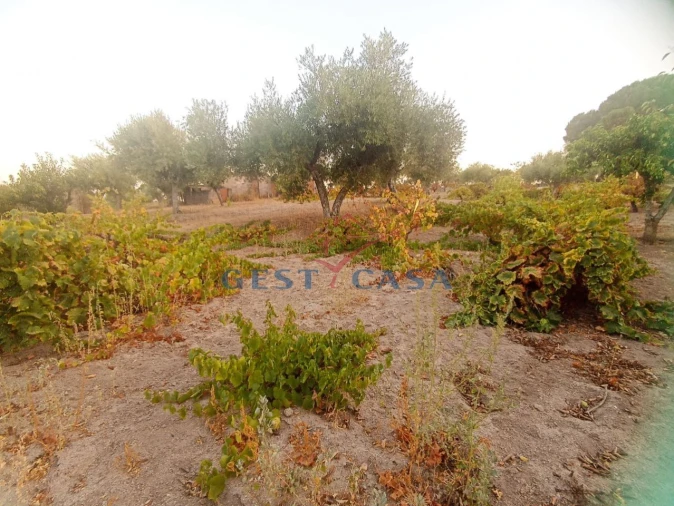 Terreno Agricola ou Rústico para Venda em Alcains Foto 6
