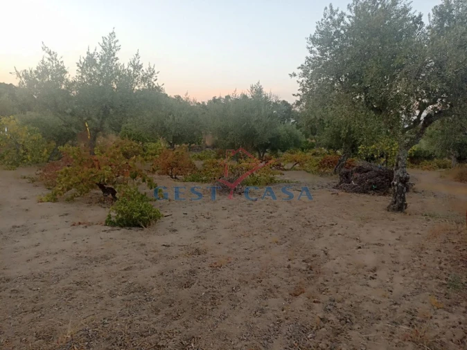 Terreno Agricola ou Rústico para Venda em Alcains Foto 16