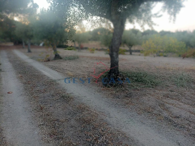 Terreno Agricola ou Rústico para Venda em Alcains Foto 17