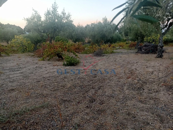 Terreno Agricola ou Rústico para Venda em Alcains Foto 18