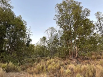 Terreno P/ Prédio para Venda em Alcains