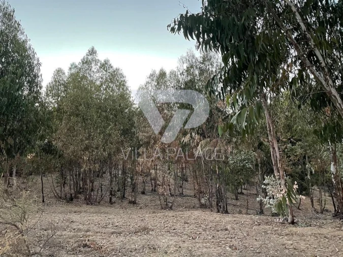 Terreno P/ Prédio para Venda em Alcains Foto 7