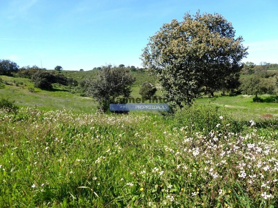 Terreno Agricola ou Rústico para Venda em Aldeia dos Fernandes Foto 4