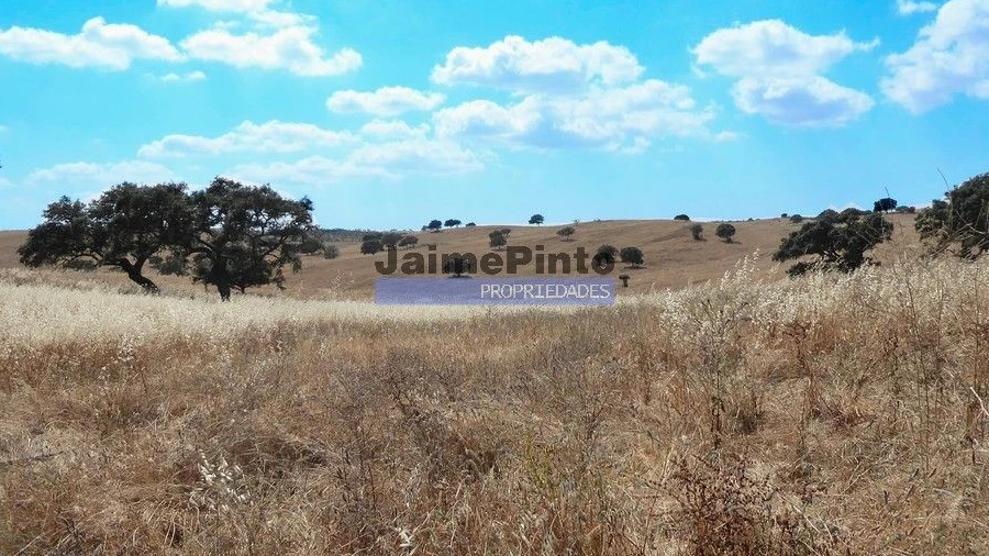Terreno Agricola ou Rústico para Venda em Aldeia dos Fernandes
