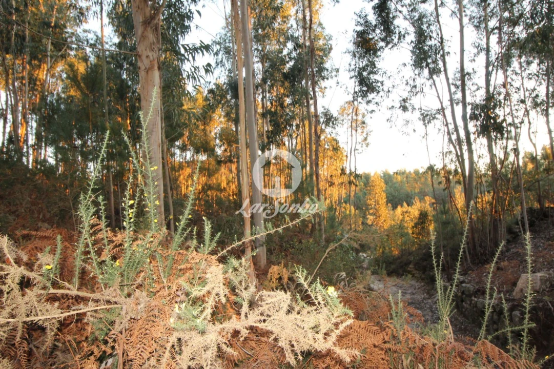 Terreno Agricola ou Rústico para Venda em Antime e Silvares (São Clemente) Foto 8