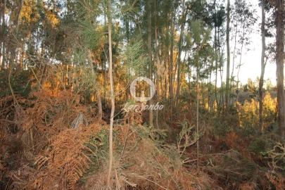 Terreno Agricola ou Rústico para Venda em Antime e Silvares (São Clemente)