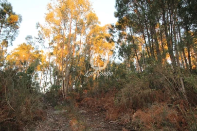 Terreno Agricola ou Rústico para Venda em Antime e Silvares (São Clemente)