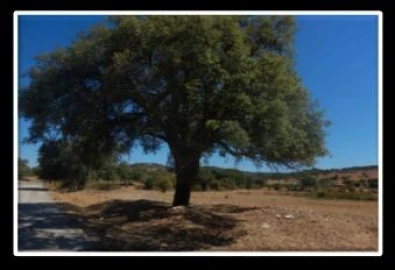 Terreno P/ Prédio para Venda em Urra