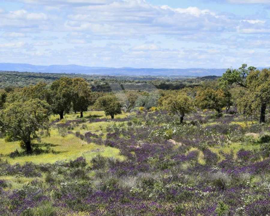 Prédio para Venda em Rosmaninhal Foto 20
