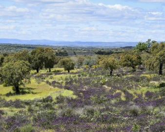 Prédio para Venda em Rosmaninhal