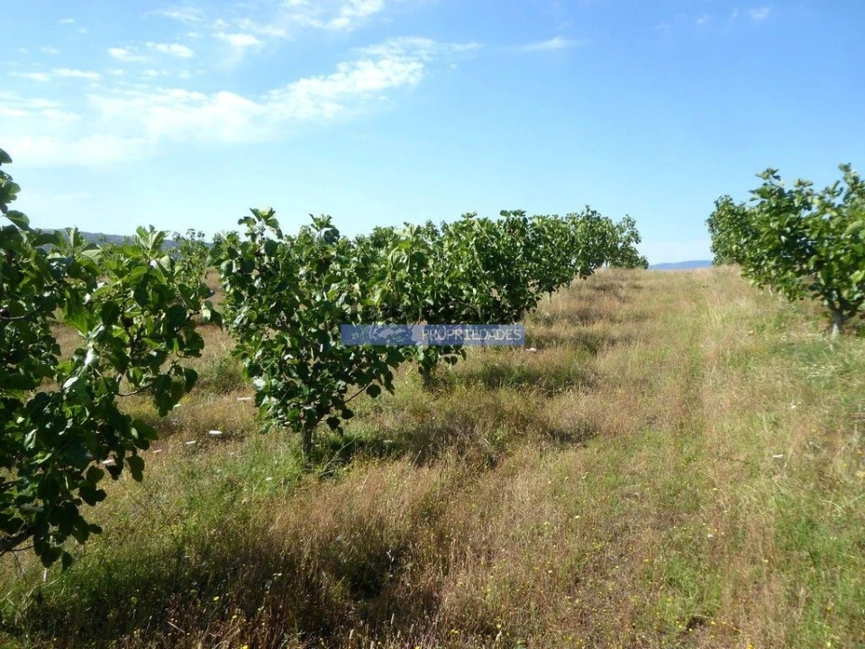 Terreno Agricola ou Rústico para Venda em Mirandela Foto 8