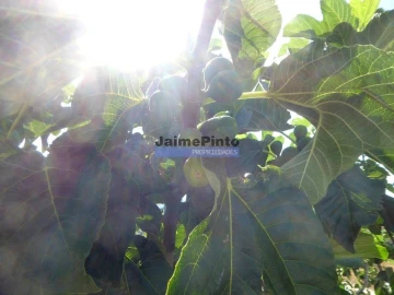 Terreno Agricola ou Rústico para Venda em Mirandela
