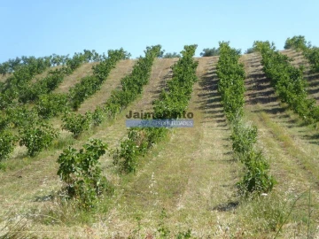 Terreno Agricola ou Rústico para Venda em Mirandela