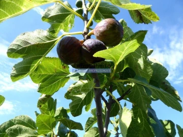 Terreno Agricola ou Rústico para Venda em Mirandela