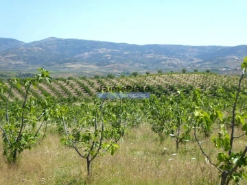 Terreno Agricola ou Rústico para Venda em Mirandela