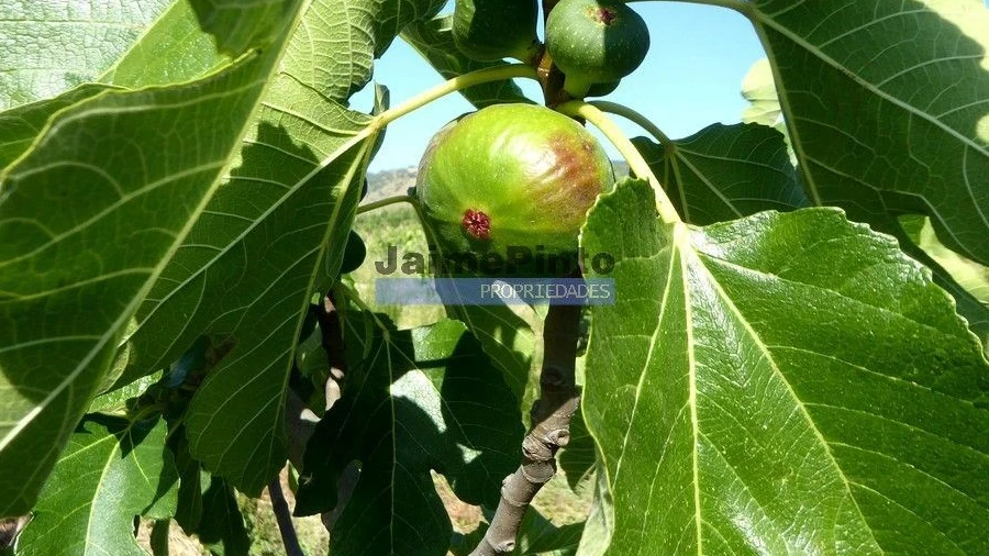 Terreno Agricola ou Rústico para Venda em Mirandela