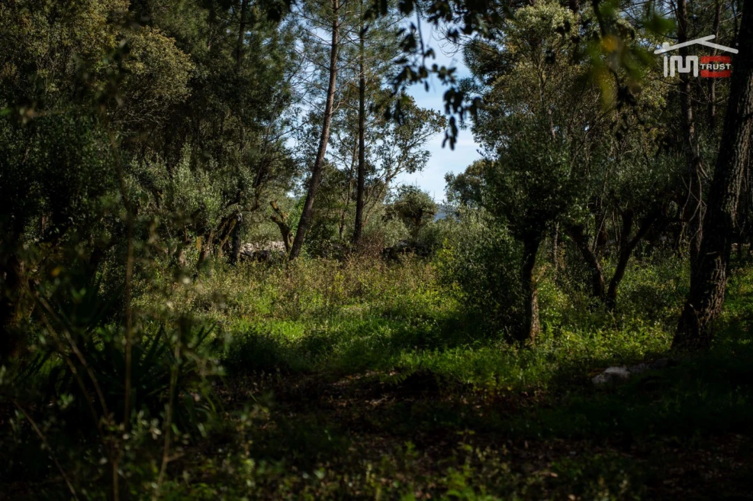 Terreno Agricola ou Rústico para Venda em Fatima Foto 8