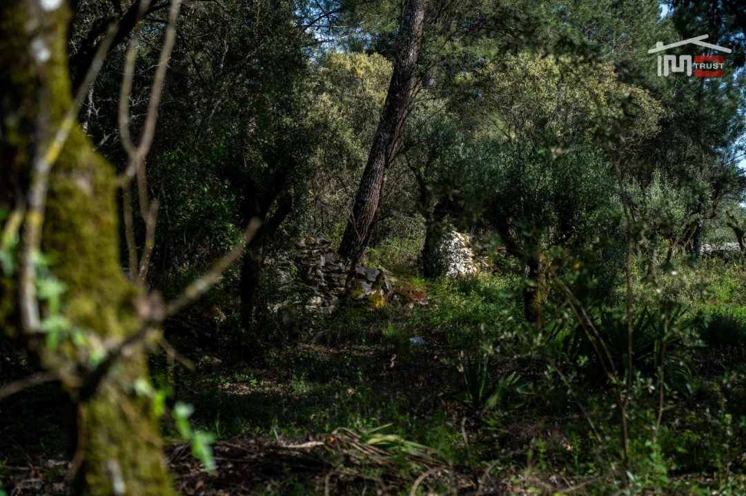 Terreno Agricola ou Rústico para Venda em Fatima Foto 10