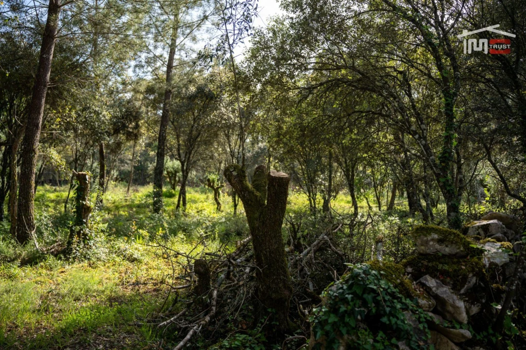 Terreno Agricola ou Rústico para Venda em Fatima Foto 11