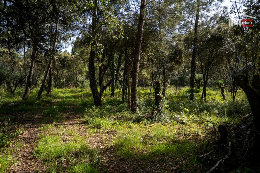 Terreno Agricola ou Rústico para Venda em Fatima Foto 9