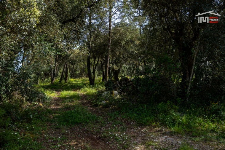 Terreno Agricola ou Rústico para Venda em Fatima Foto 7