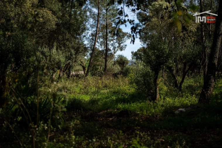 Terreno Agricola ou Rústico para Venda em Fatima Foto 8