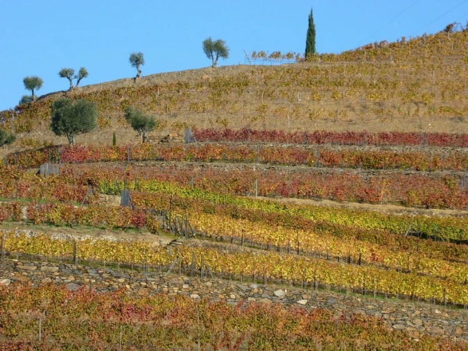 Negócio para Venda em Pinhão Foto 9