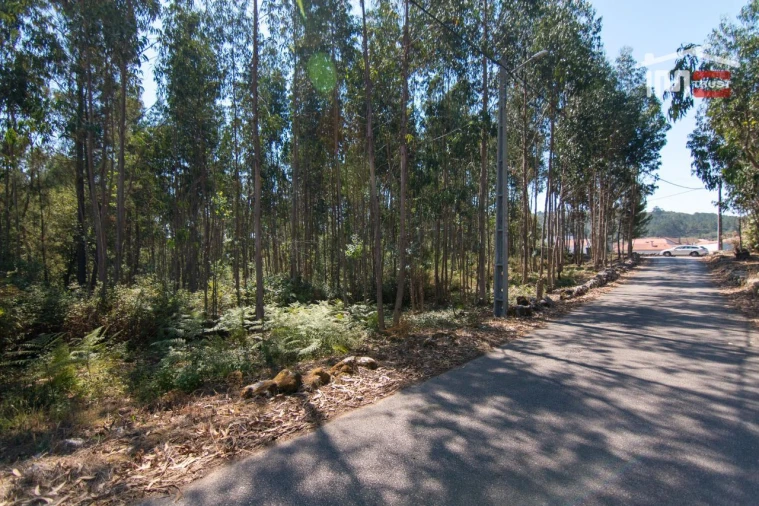 Terreno P/ Prédio para Venda em São Mamede Foto 8