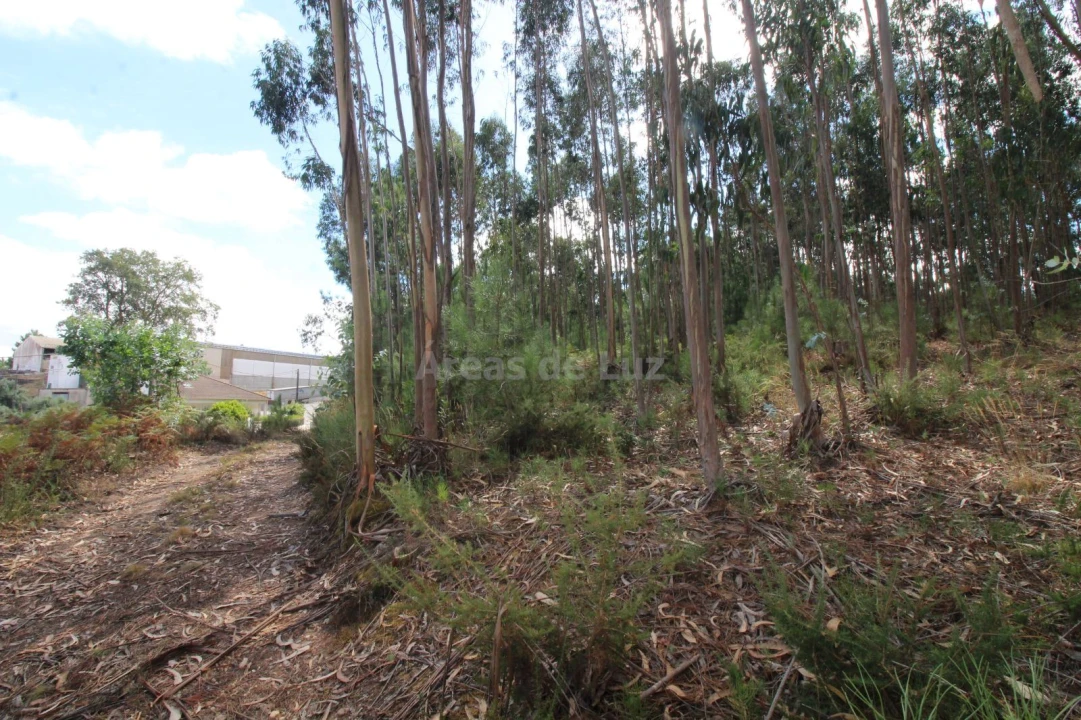 Terreno para Venda em Caranguejeira Foto 3