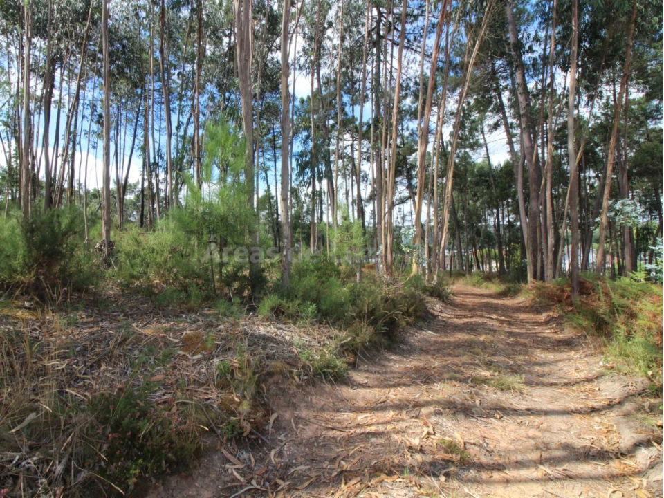 Terreno para Venda em Caranguejeira Foto 6