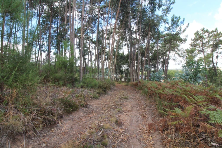 Terreno para Venda em Caranguejeira Foto 4